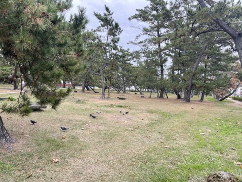公園内には鳩がいっぱい！