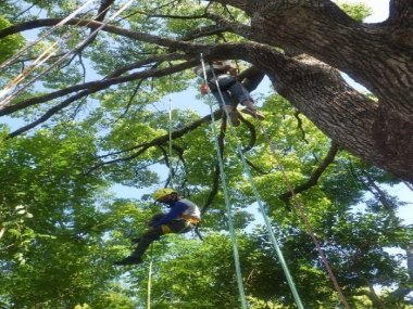 【2/1申込開始】3月ロープで木登り体験（ツリーイング）【姫路市自然観察の森】