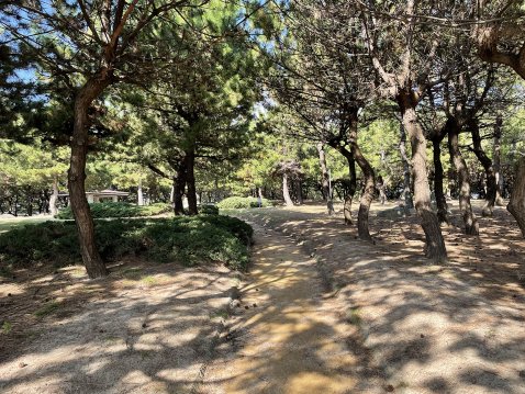 松林の歩きやすい遊歩道
