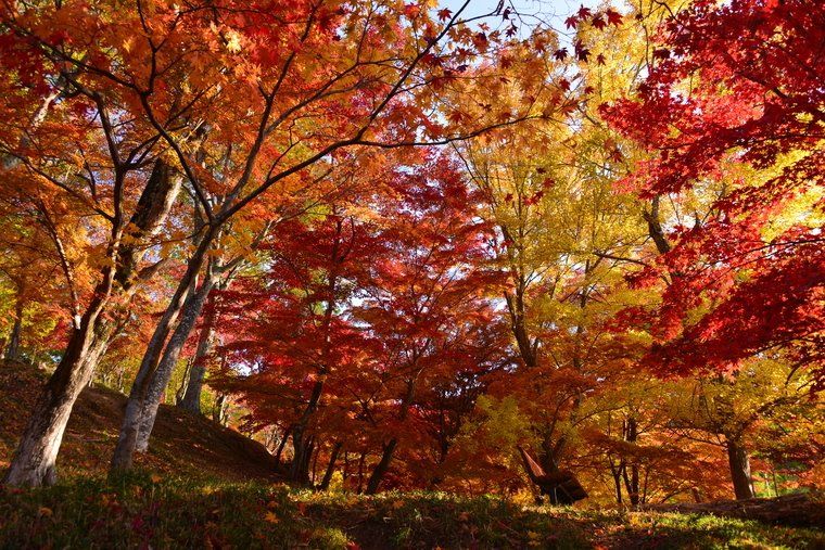 最上山公園もみじ山