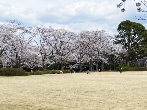 桜の園でお花見もできます