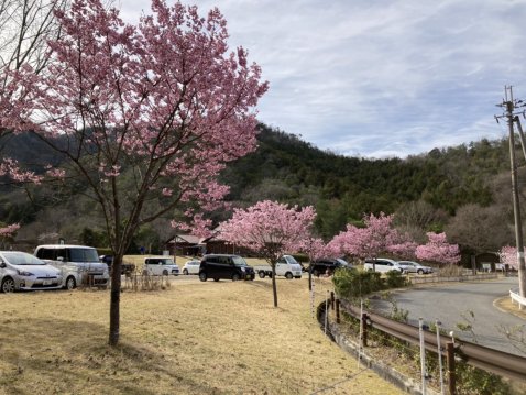 駐車場周辺に桜が咲いています