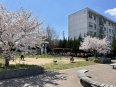 春には桜が綺麗な公園