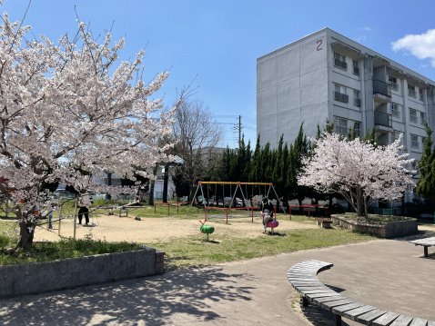 春には桜が綺麗な公園