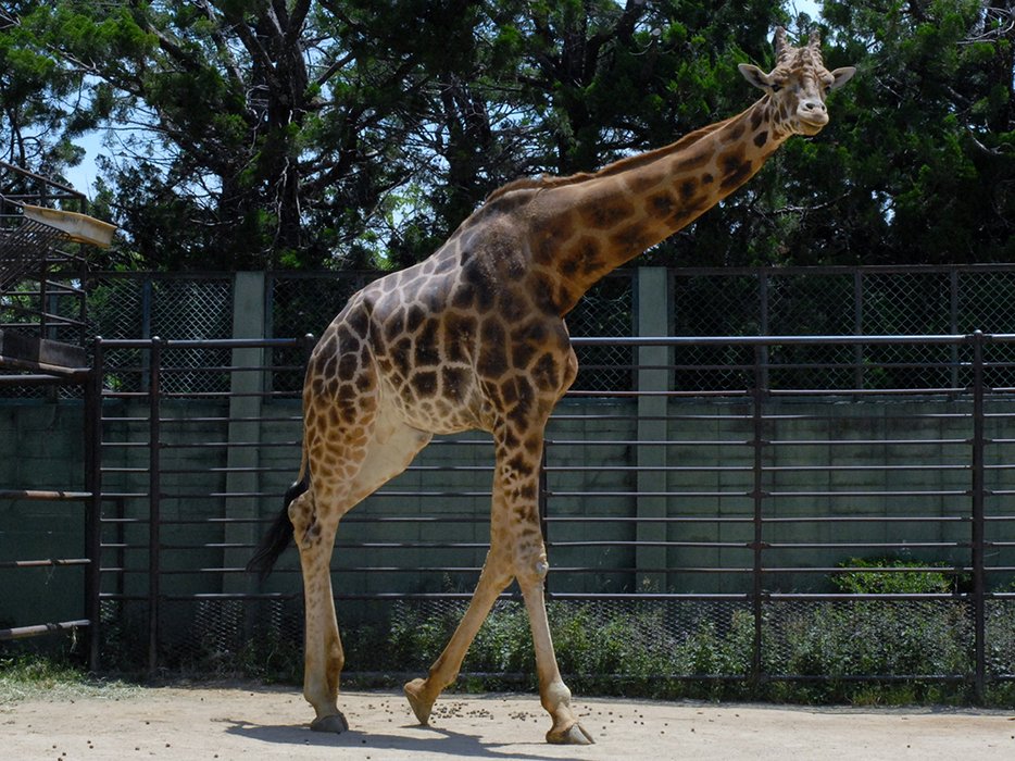 姫路市立動物園