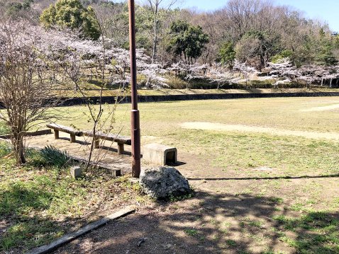 グラウンドの周りには桜の木がたくさん♪