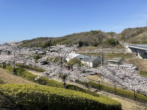 200本以上の桜が咲いています