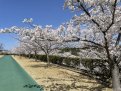 ジョギングコース沿いの桜