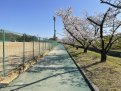 ウォーキングロードの桜並木が綺麗な公園