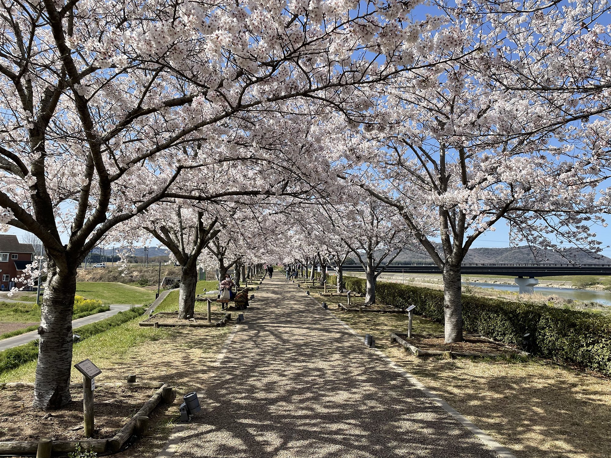 おの桜づつみ回廊