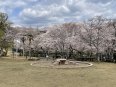 桜に囲まれた公園