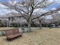 桜の下のベンチ