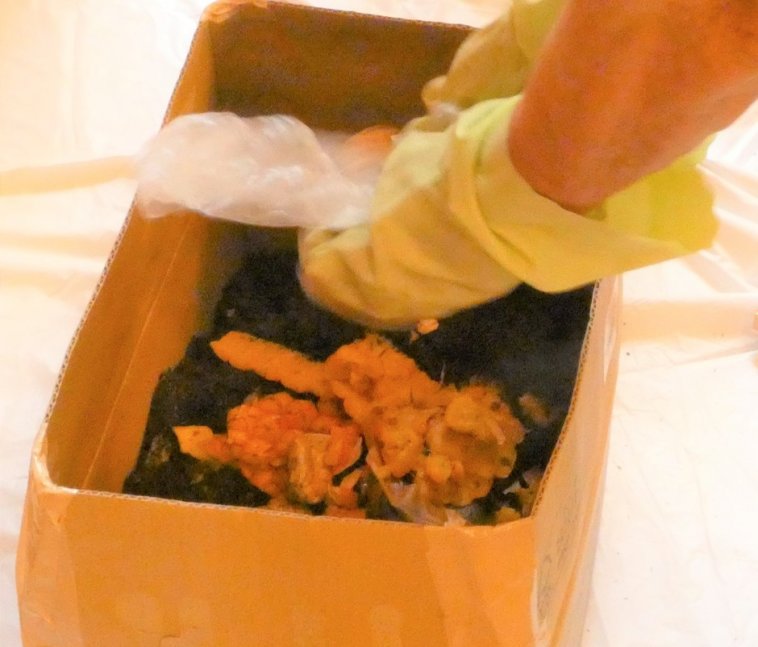 【要申込】ダンボールコンポスト作り【ひょうご環境体験館】