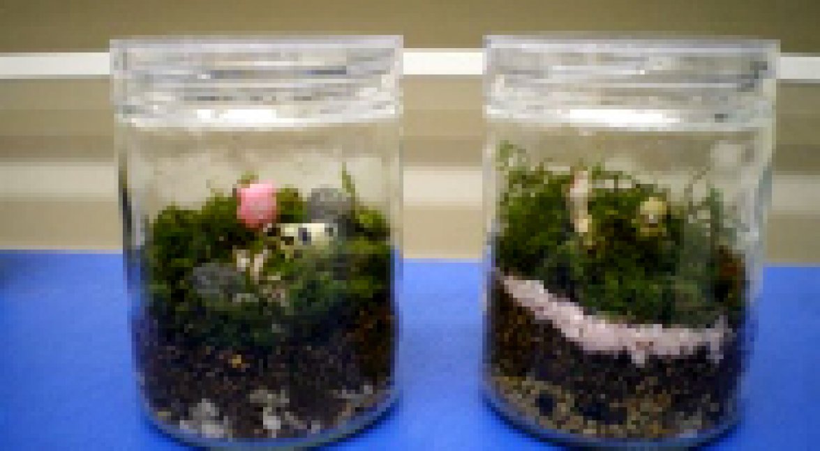 【9/1申込開始】苔テラリウム教室【姫路市自然観察の森】