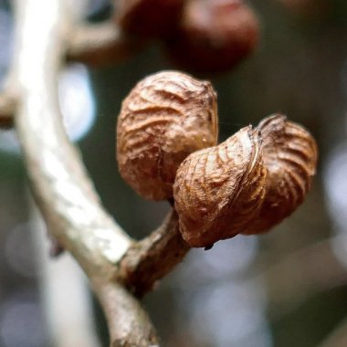 【申込要／先着順】冬芽を観察しよう【ゆめさきの森公園】