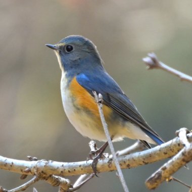 【申込要／先着順】冬の野鳥観察をしよう【ゆめさきの森公園】