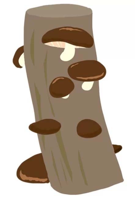 【1/1申込開始】２月キノコの駒うち体験【姫路市自然観察の森】