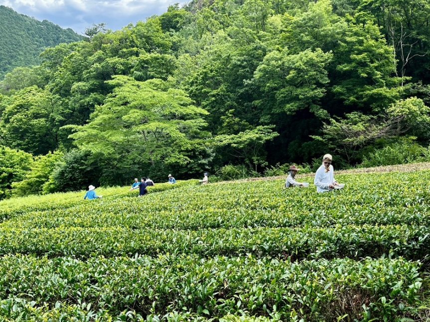 【神河町】空き家見学＆お茶摘み体験ツアー