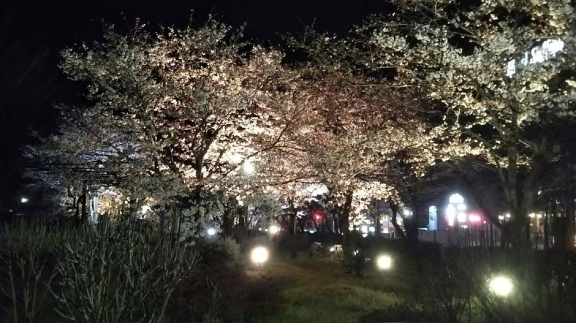 夢公園の桜をライトアップ