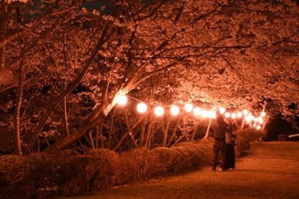 笹ヶ丘公園、夜桜のライトアップ開始のお知らせ