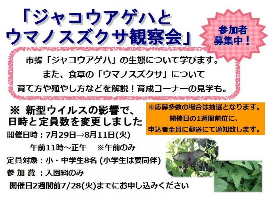 7 28 火 申込〆切 市蝶ジャコウアゲハとウマノスズクサ観察会 夏休みイベント クルールはりま