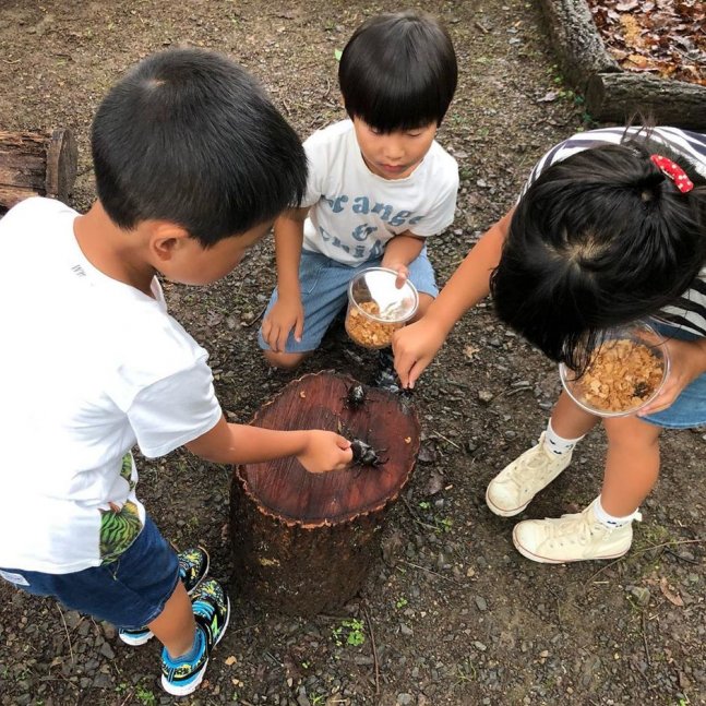 【夏季限定 かぶと虫ドームがオープン】えばらの森 かぶと虫ドーム〜世界のカブクワ大集合！！〜
