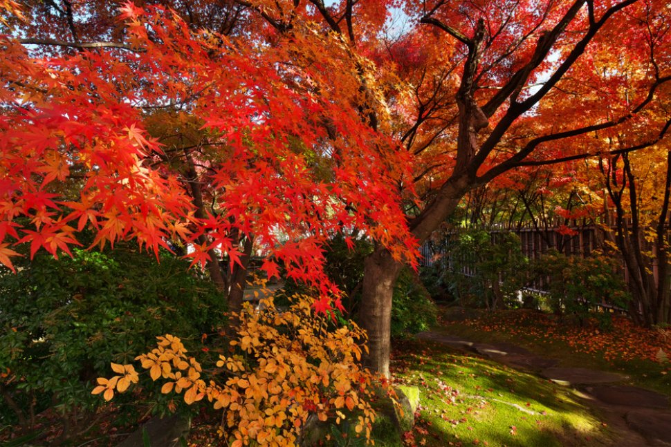 紅葉会（もみじえ）