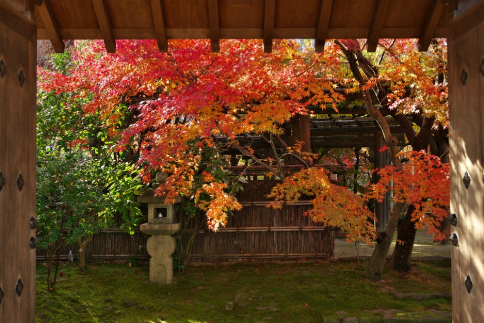 紅葉会（もみじえ）