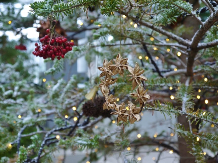 【奇跡の星の植物館】クリスマスフラワーショー 2020