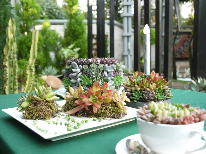 【奇跡の星の植物館】クリスマスフラワーショー 2020
