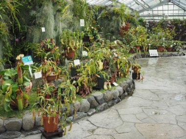 食虫植物特別展示【兵庫県立フラワーセンター】