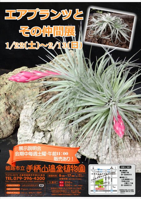 姫路市 エアプランツとその仲間展 手柄山温室植物園 クルールはりま