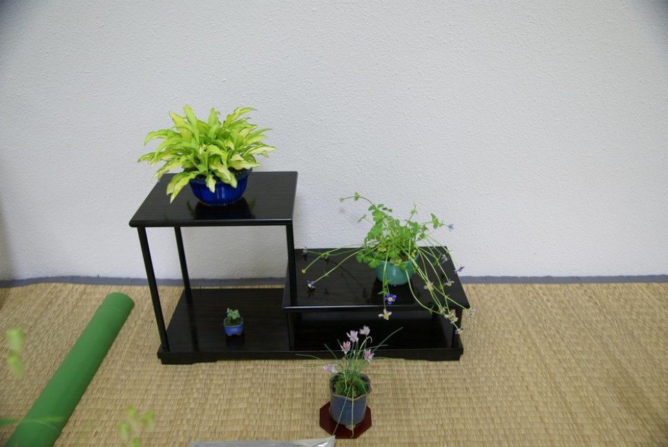 春の山野草展【緑の相談所】