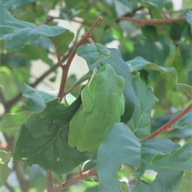 【申込要／先着順】木の上に棲むモリアオガエルってなあに？【ゆめさきの森公園】
