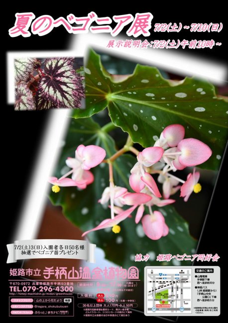 夏のベゴニア展【手柄山温室植物園】