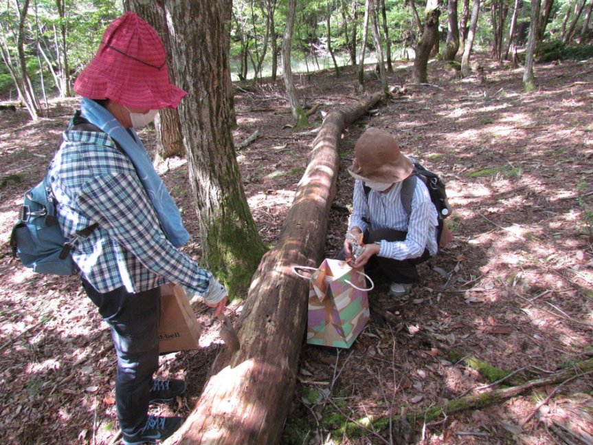 【きのこ学講座】里山を散策しながら、きのこについて学ぼう♪【県立森林大学校】