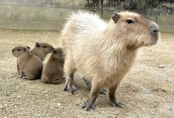 カピバラ様、紅三四郎 風くんとシルクさんの三島楽寿園 – カピバラJP