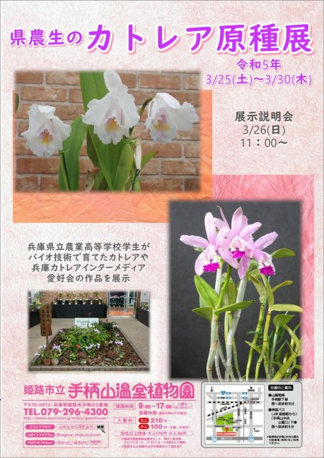 姫路市・県農生のカトレア原種展【手柄山温室植物園】｜クルールはりま