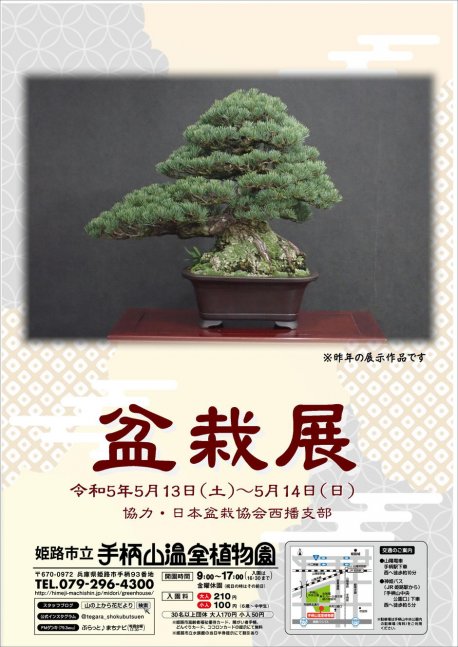 盆栽展【手柄山温室植物園】