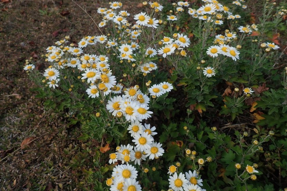 牧野富太郎ゆかりの植物展【手柄山温室植物園】