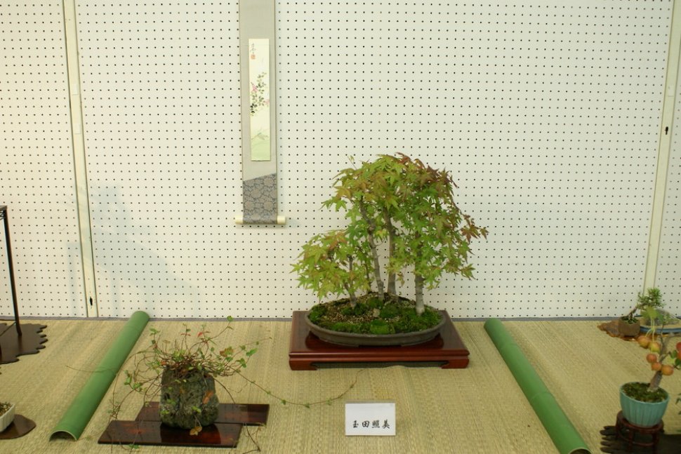 秋の盆栽と山野草展【手柄山交流ステーション】