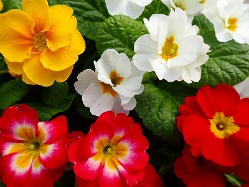 祝2024年！新春プレゼント【手柄山温室植物園】