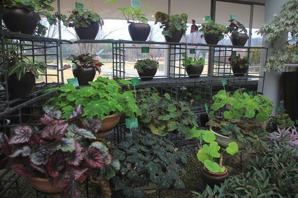 根茎ベゴニア展【兵庫県立フラワーセンター】