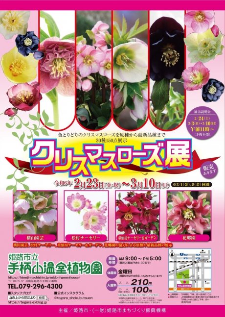 姫路市・クリスマスローズ展【手柄山温室植物園】｜クルールはりま