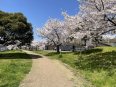 桜並木を抜ける遊歩道