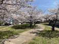 桜並木を抜ける遊歩道