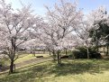 公園内にはたくさんの桜の木があります