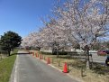 公園と川の間の遊歩道沿いの桜
