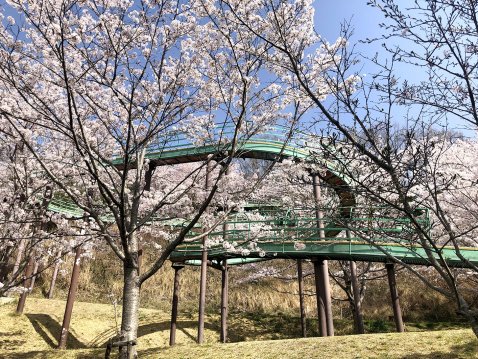 春には桜が咲き乱れます