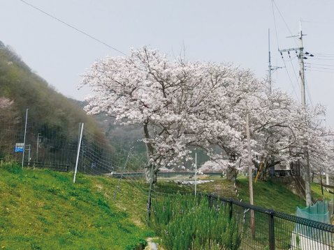 川沿いに咲く桜を見ながらお散歩も楽しめます♪